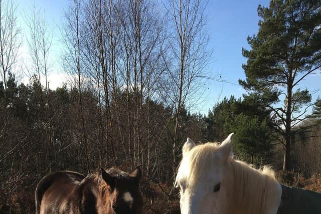 Two horses are helping to control heathland at Owlbeech Woods SUS-200226-160323001