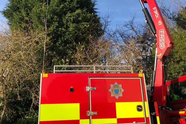 Firefighters rescue pet cat Charlie trapped at the top of a 30 ft tree in Horsham SUS-200227-111819001