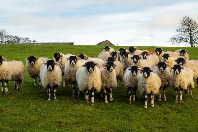 Inquisitive sheep on Stainburn Moor, by Michelle Bray.