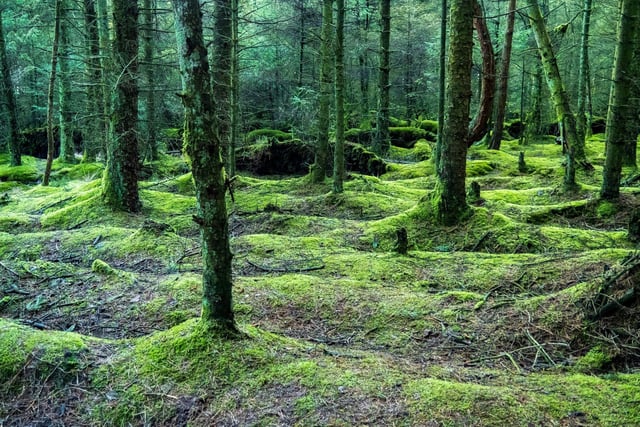 An undulating Stainburn forest floor, by Michelle Bray.