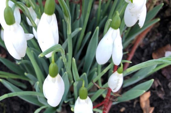 The first of the snowdrops at Harlow Carr Gardens, by Ann Morris.