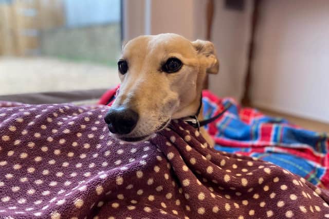 Can you find a home for ten-year-old lurcher Homer?