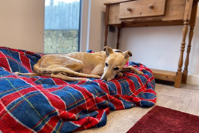 At ten years young, Homer still has plenty of life left in him and is a bundle of energy. He is crazy about food and is always up for a soft chew, but isn't too bothered by toys. He loves a good snuggle on the sofa (and in your bed if you'll let him!)