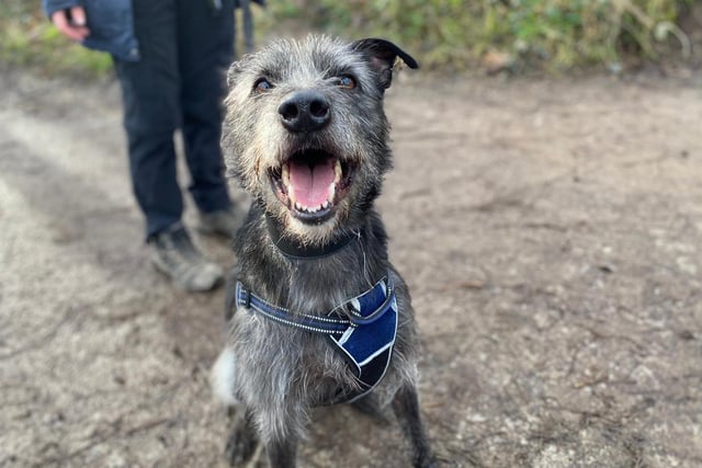 Rodney is a super sweet lad who is only five years old. He loves other dogs and would really like some walking buddies, but he does sometimes get a little overexcited from all the stimulation! He's looking for an active home where he can get plenty of playtime outside.