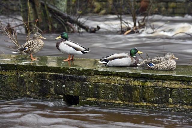 The River Calder, swollen by heavy rain, rushes past ducks perched on a wall at Hebden Bridge, West Yorkshire [Image: Asadour Guzelian]