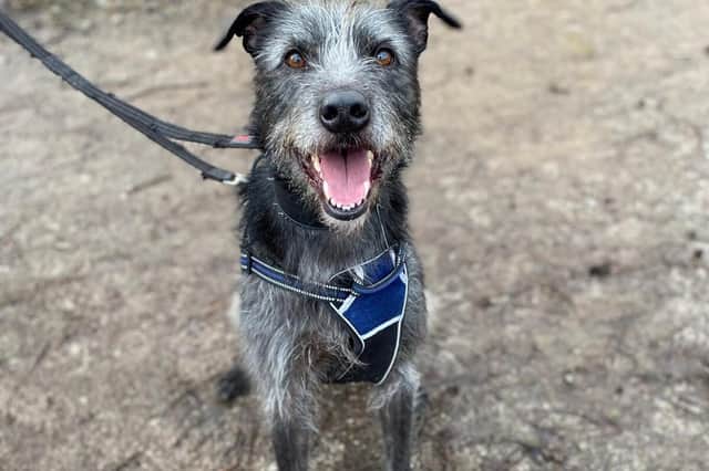 Hi there, I'm Rodney a grey Irish Wolfhound cross Lurcher, approximately five years old.