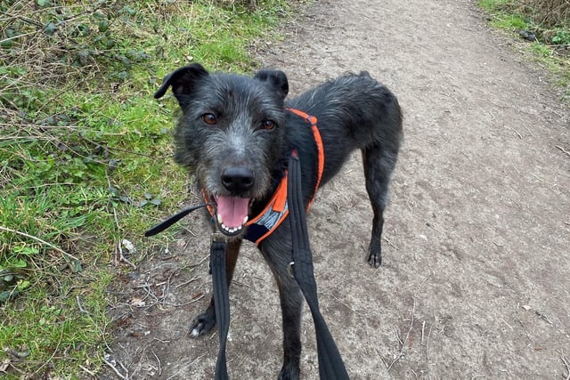 I am a super sweet, loving and handsome lad who loves fuss and attention from everyone I meet.