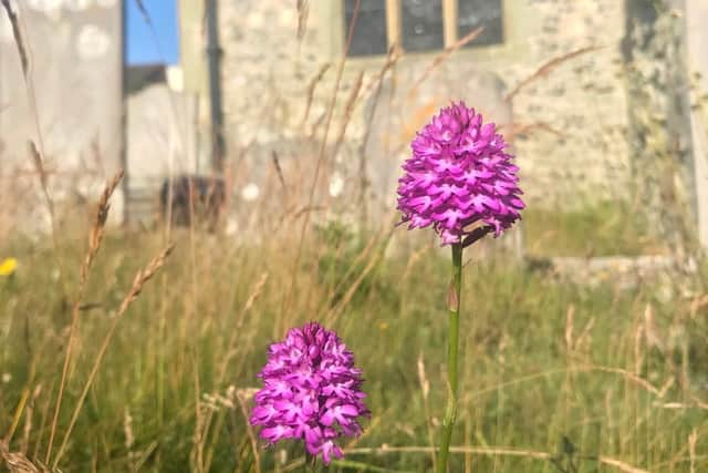 Pyramidal orchids in St Mary's Churchyard SUS-200625-160506001