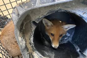 The fox trapped in the drain surround
