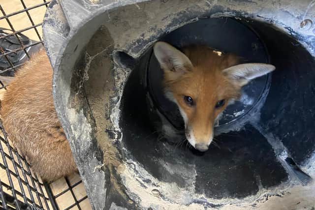 The fox trapped in the drain surround