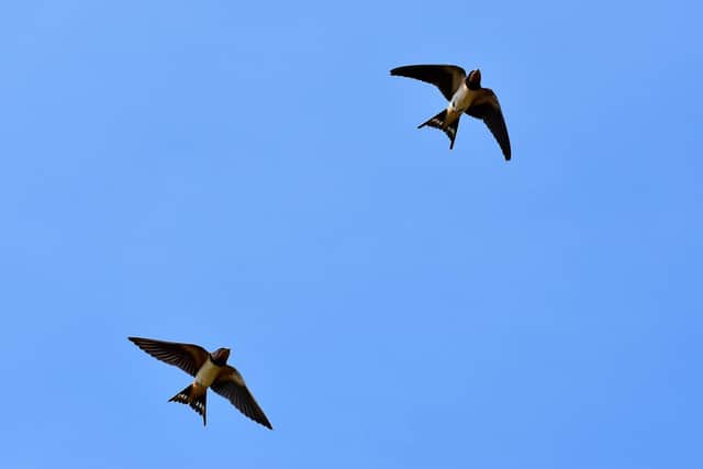 Swallows (stock image)