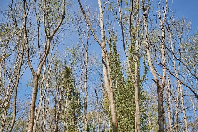 The effects of ash dieback disease. Picture: Matthew Thomas