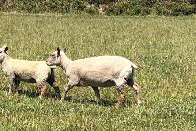 At least two other sheep were bitten, with one other lamb dying from its wounds