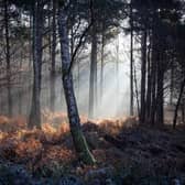 Amanda Patton from Storrington is up for a Landscape Photographer of the Year award with her picture 'Woods near Wiggonholt' SUS-200630-143058001