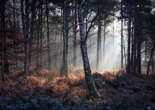 Amanda Patton from Storrington is up for a Landscape Photographer of the Year award with her picture 'Woods near Wiggonholt' SUS-200630-143058001