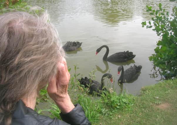Visitors to Benbow Pond on the Cowdray Estate have been left mystified after four, rare black swans appeared SUS-200807-162628001