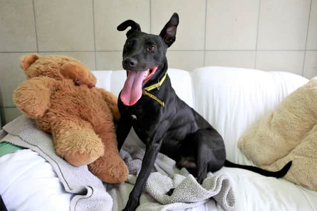 Gentle owners who live a peaceful lifestyle will enable Harley to settle into his new routine