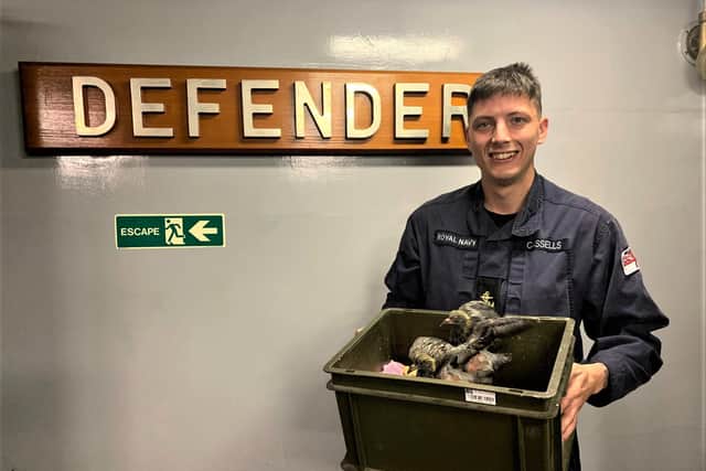 The baby pigeons were discovered aboard HMS Defender
