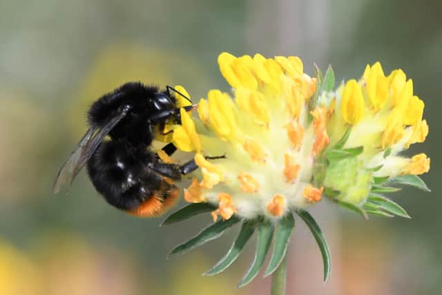 Red tailed bumblebee on kidney vetch on South Downs SUS-200707-085059001