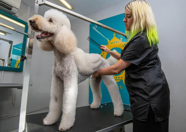 Dog groomer Hellen Kirby gives Krystle the Labradoodle an angel wing cut at Bone Idol dog grooming in Brighton, East Sussex. See SWNS copy SWCAdogs: A wacky UK dog groomer is now offering 'Asian fusion' style haircuts for pampered pooches - after spending a week in Malaysia learning to cut angel wings and hearts into fur. Helen Kirby, who works at Bone Idol grooming salon in Brighton, East Sussex, was inspired after seeing Instagram posts of 'teddy bear dogs' rocking out-of-this-world hair styles. Helen was keen to learn the art for herself - and packed up her bags for a week to jet over 6,500 miles to Kuala Lumpur to study an intensive course in Asian fusion dog grooming. SUS-200807-141915001