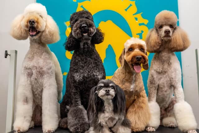 L-r  Krystle the Labradoodle, Doris The Labradoodle, Oska the Maltese cross Chihuahua,  Sapper the Cockerpoo and Coco the  poodle at Bone Idol dog grooming in Brighton, East Sussex. See SWNS copy SWCAdogs: A wacky UK dog groomer is now offering 'Asian fusion' style haircuts for pampered pooches - after spending a week in Malaysia learning to cut angel wings and hearts into fur. Helen Kirby, who works at Bone Idol grooming salon in Brighton, East Sussex, was inspired after seeing Instagram posts of 'teddy bear dogs' rocking out-of-this-world hair styles. Helen was keen to learn the art for herself - and packed up her bags for a week to jet over 6,500 miles to Kuala Lumpur to study an intensive course in Asian fusion dog grooming. SUS-200807-141822001