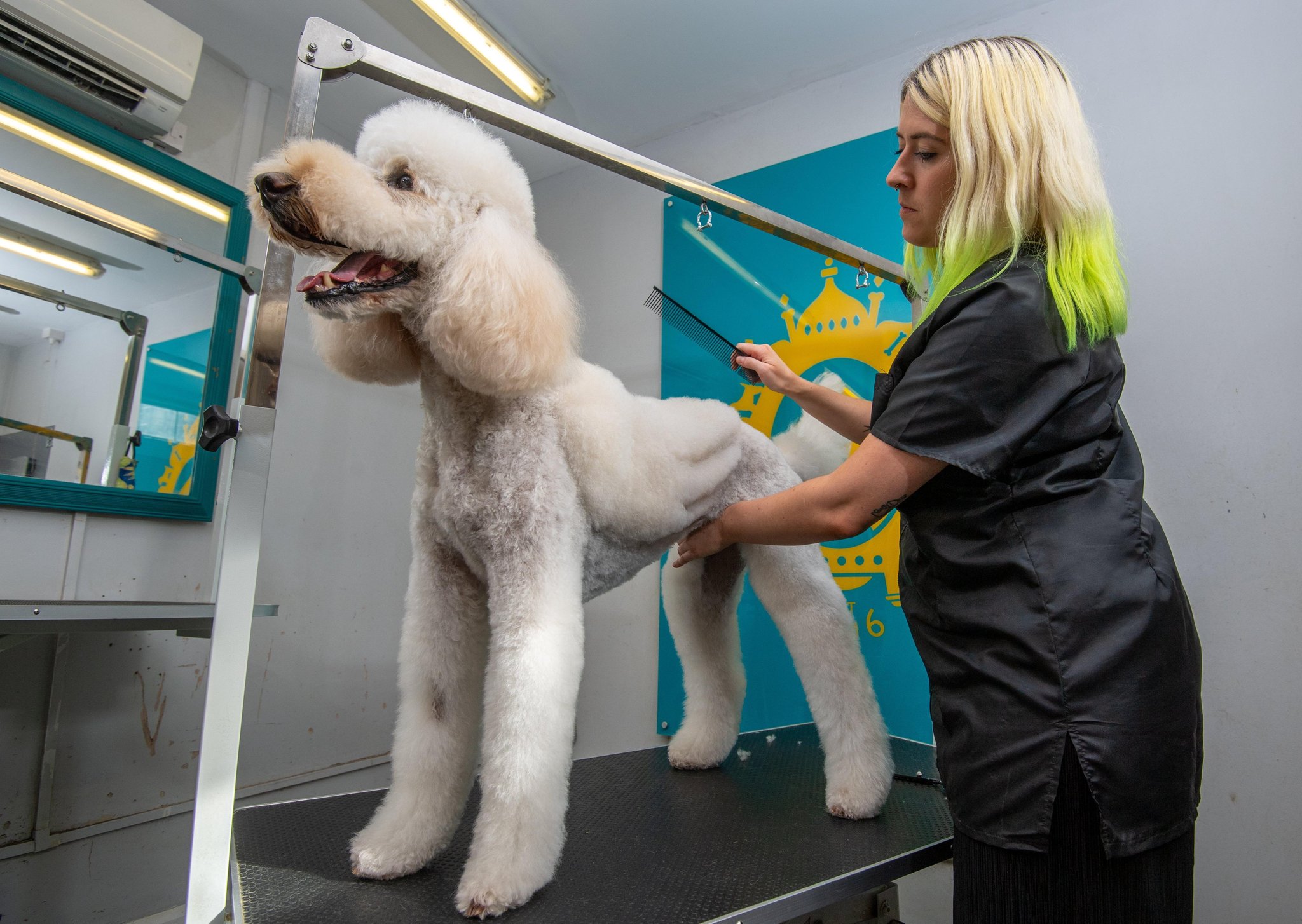 Sussex dog groomer can give your pet wings Sussex Express