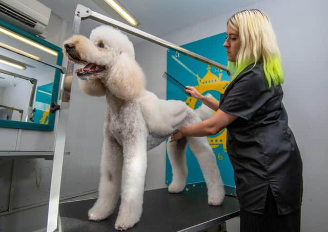 Dog groomer Hellen Kirby gives Krystle the Labradoodle an angel wing cut at Bone Idol dog grooming in Brighton, East Sussex. See SWNS copy SWCAdogs: A wacky UK dog groomer is now offering 'Asian fusion' style haircuts for pampered pooches - after spending a week in Malaysia learning to cut angel wings and hearts into fur. Helen Kirby, who works at Bone Idol grooming salon in Brighton, East Sussex, was inspired after seeing Instagram posts of 'teddy bear dogs' rocking out-of-this-world hair styles. Helen was keen to learn the art for herself - and packed up her bags for a week to jet over 6,500 miles to Kuala Lumpur to study an intensive course in Asian fusion dog grooming. SUS-200807-141915001