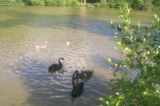 Visitors to Benbow Pond on the Cowdray Estate have been left mystified after four, rare black swans appeared SUS-200907-103309001