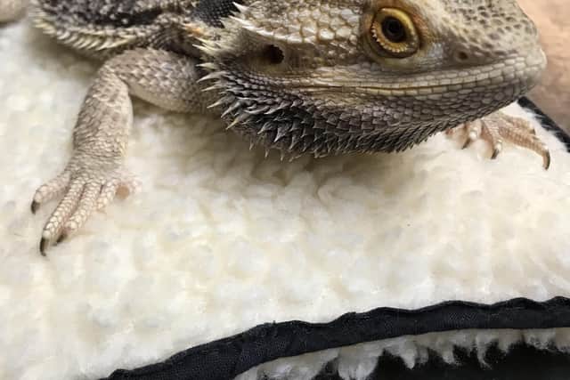 This bearded dragon was found dumped in a cardboard box SUS-201007-105124001