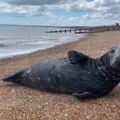 The seal was spotted on St Leonards beach. Picture: John Bownas