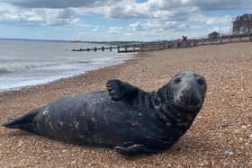 The seal was spotted on St Leonards beach. Picture: John Bownas