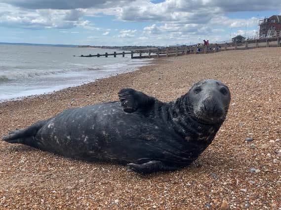 The seal was spotted on Friday afternoon. Picture: John Bownas