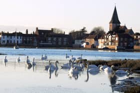 Swans at Bosham, where Chichester Harbour Trust had hoped to purchase a parcel of land recently. Picture: Kate Shemilt ks190043-6