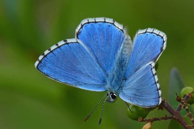 Wild Chalk event Adonis Blue by Neil Hulme SUS-200714-104445001