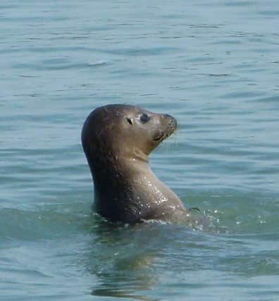 A harbour seal SUS-200714-162159001