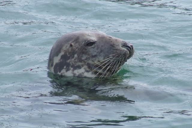 A grey seal SUS-200714-162228001