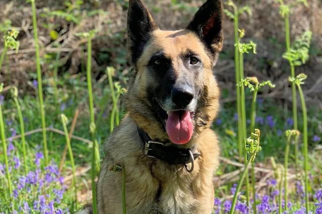 A teenager suspected of a violent domestic assault in Polegate was found hiding by police dog Polly. Picture: Sussex Police