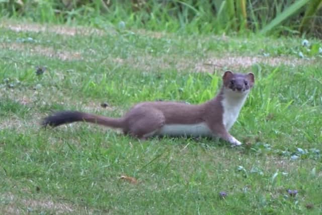 A stoat was spotted in a garden in Rudgwick by Chris Westbrook SUS-200727-135202001