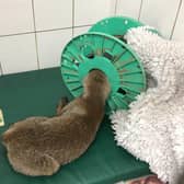 A fox became trapped in a plastic reel outside St Catherine’s Catholic Church in Beach Road, Littlehampton, on Wednesday, July 15. Picture: RSPCA
