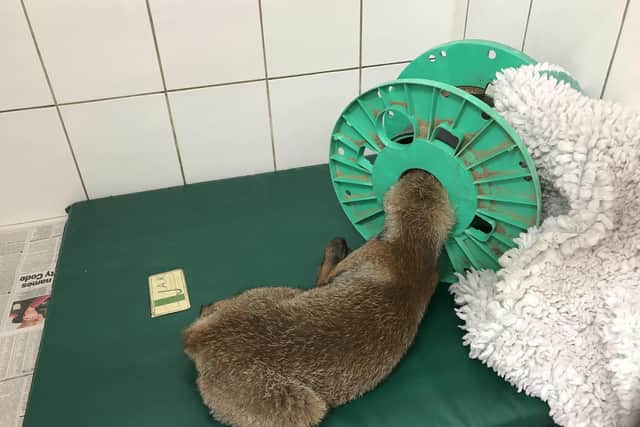 A fox became trapped in a plastic reel outside St Catherine’s Catholic Church in Beach Road, Littlehampton, on Wednesday, July 15. Picture: RSPCA