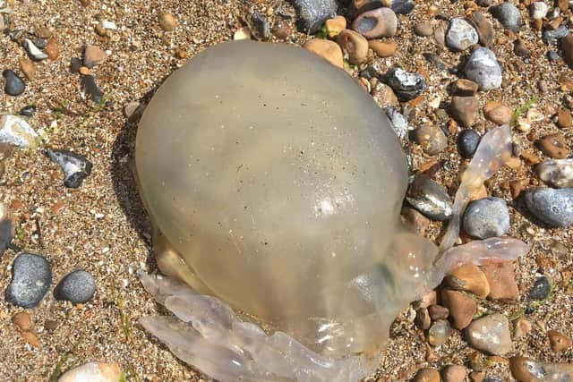 The giant jellyfish on east Worthing beach