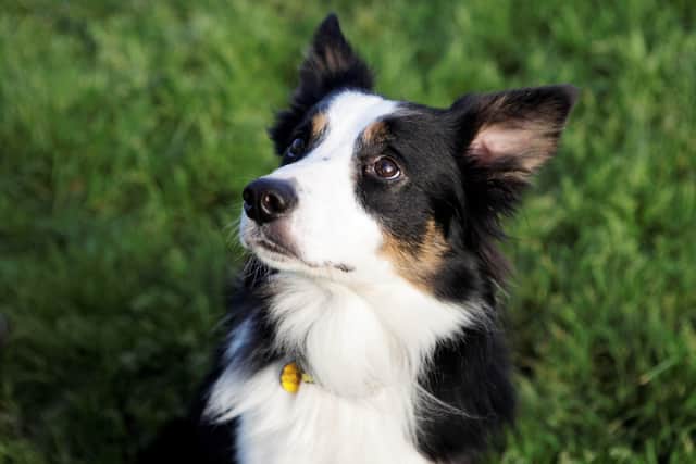 Shep is a seven-year-old border collie
