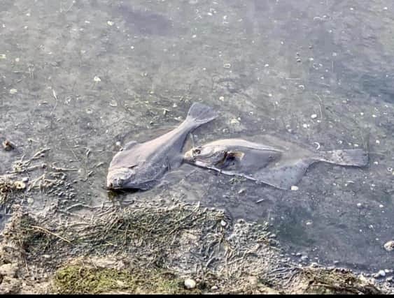 The dead fish reportedly in the River Cuckmere