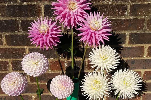 Ted Banks' winning entry in the class for three vases of dahlias