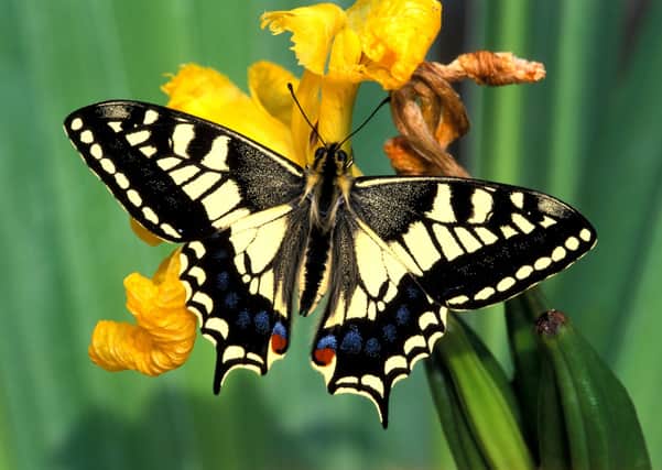 Swallowtail by Roger Wilmshurst SUS-200820-125359001