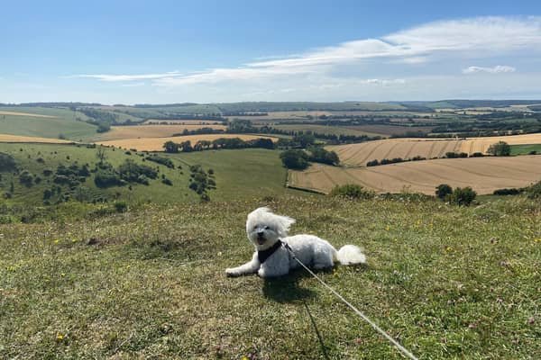 Alfie the maltichon enjoying the views of the South Downs National Park