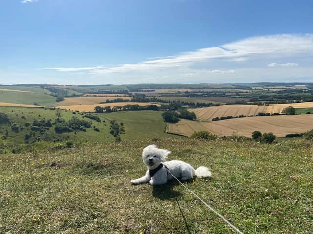 Alfie the maltichon enjoying the views of the South Downs National Park
