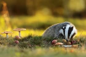 Badger in autumn by Michael Ninger SUS-200826-125752001