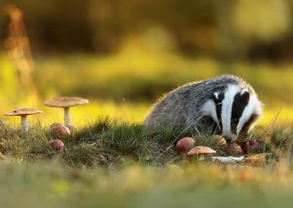 Badger in autumn by Michael Ninger SUS-200826-125752001