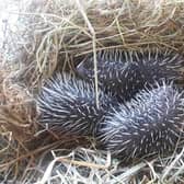 A nest of rescued baby hedgehogs